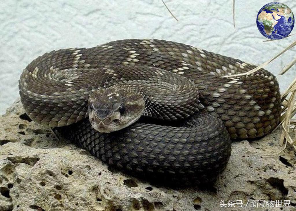 世界上有几种蛇会飞,世界上有多少种蛇消失了