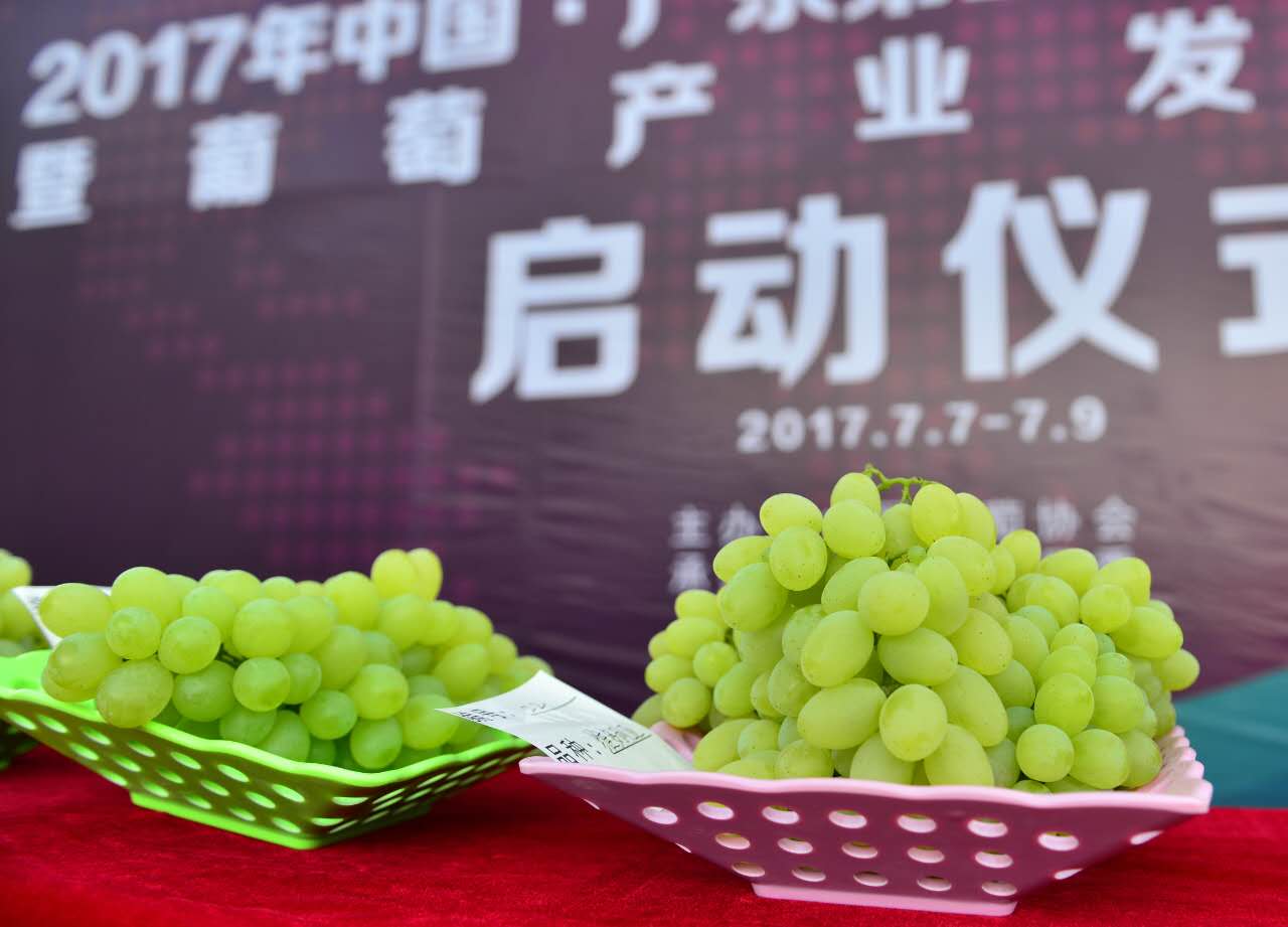 邢台广宗，葡萄王来了