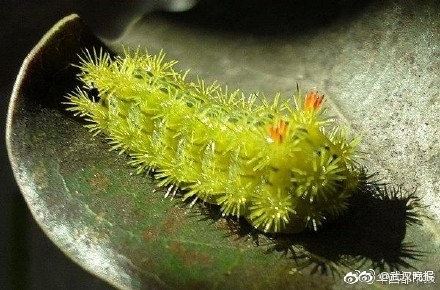 一种虫子很值钱,有一种虫能卖钱