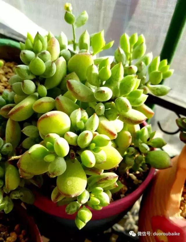多肉爱好者必须养的有哪些多肉,心头肉多肉