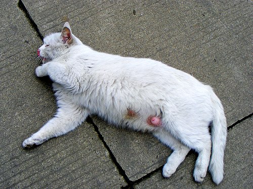 母猫分娩后的3个过程,母猫分娩前有哪些症状