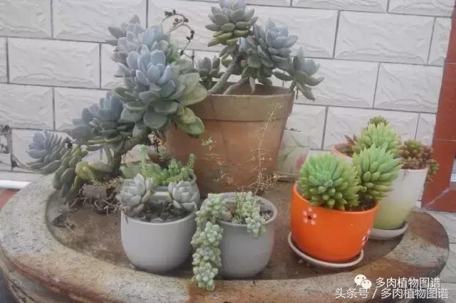 离家一个月20天,离家一个月养猪