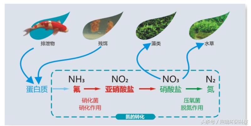 锦鲤鱼池生态循环过滤,锦鲤鱼池过滤系统视频