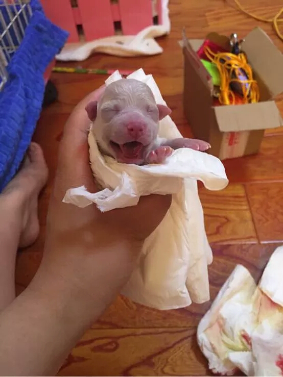 家中宠物接生必备步骤，这个你一定想不到