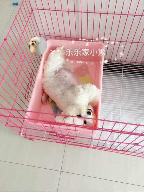 家中宠物接生必备步骤，这个你一定想不到