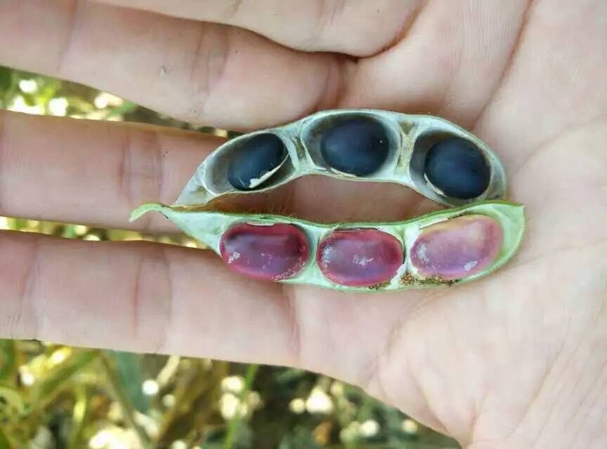 丹东日本豆腐,丹东水豆腐哪家好吃