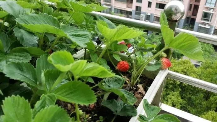 室内阳台种的草莓果子不大怎么办,阳台盆栽草莓怎么让果实结大果