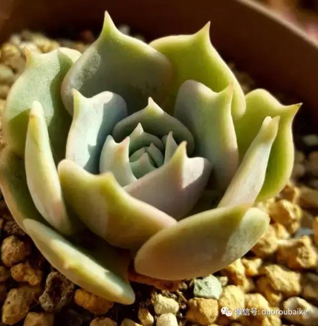 多肉爱好者必须养的有哪些多肉,心头肉多肉