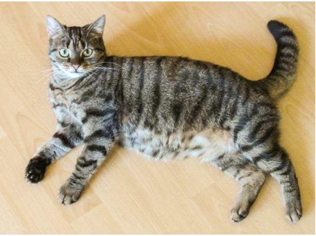 母猫分娩后的3个过程,母猫分娩前有哪些症状