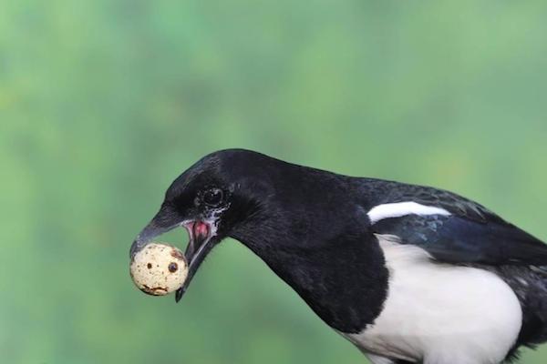 喜鹊祸害庄稼为什么国家要保护,喜鹊为什么泛滥了