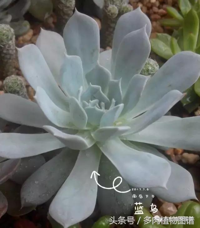 离家一个月20天,离家一个月养猪