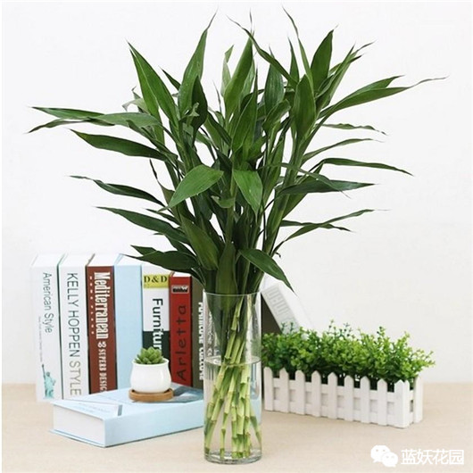 富贵竹叶子发黄怎么养护,招财富贵竹叶子发黄加醋