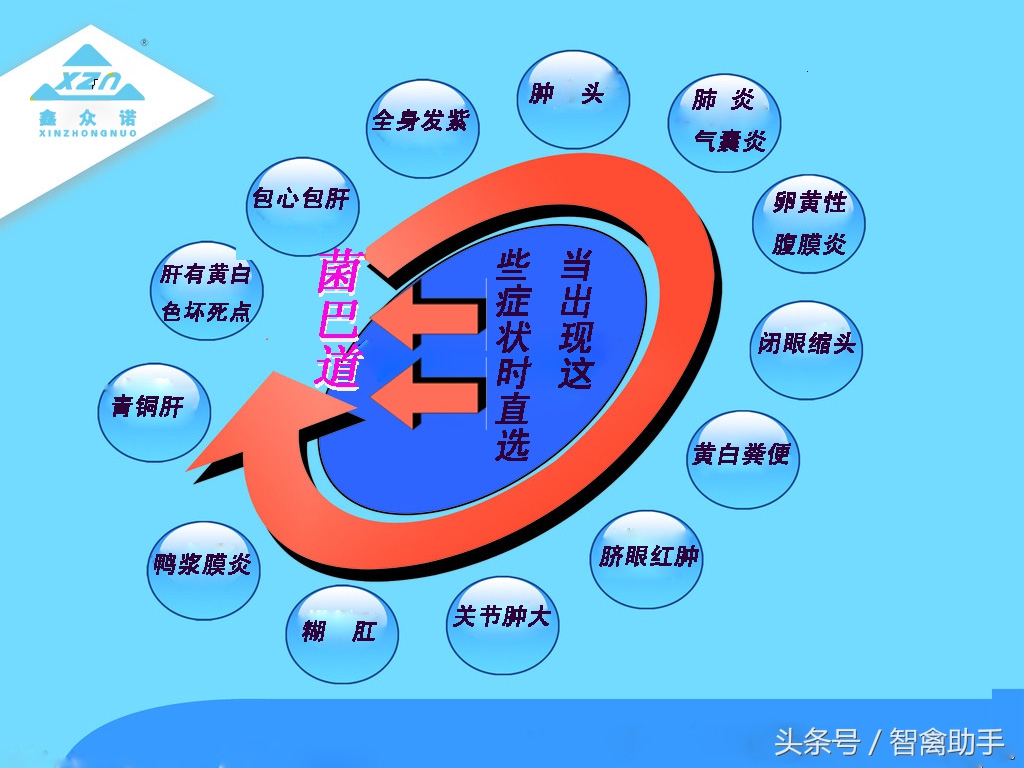 鸡采食量降落或不吃食用什么药,鸡采食量不好站不起来