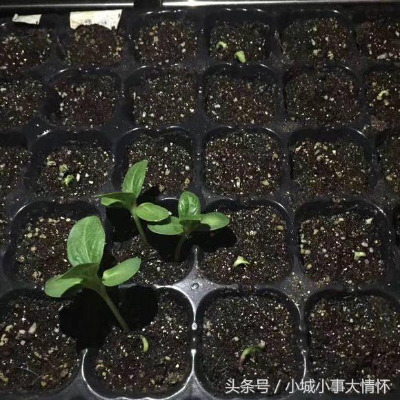 怎么种大型向日葵从发芽到开花,向日葵从种子到开花要多久