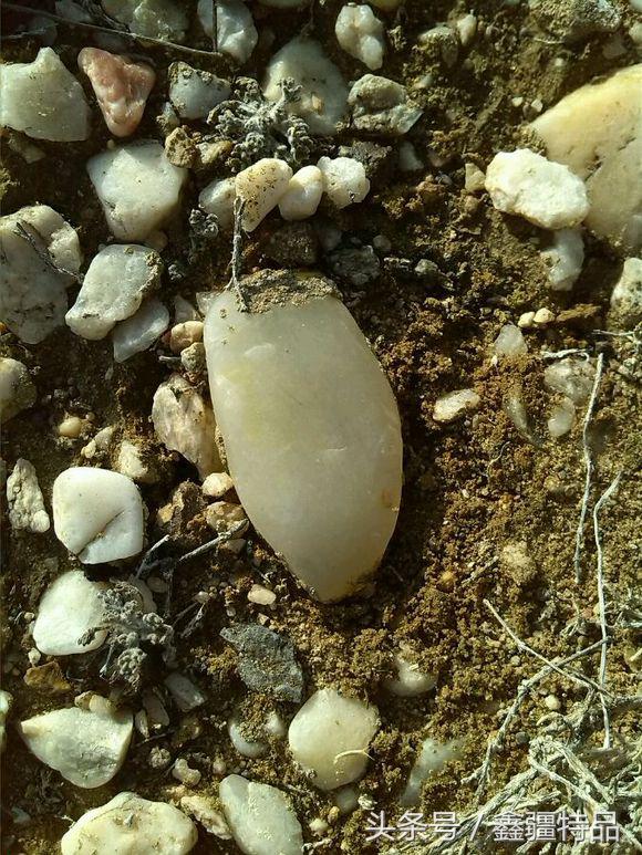 去新疆戈壁滩上捡金丝玉石头视频,宝石光金丝玉戈壁滩