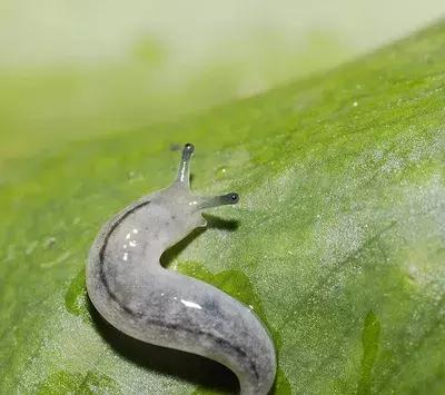 下水道出来的像水蛭一样的虫是啥,洗手间出现蚂蟥一样的虫子