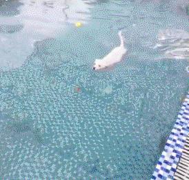 狗狗不敢下河游泳怎么办,狗狗多大就可以游泳了