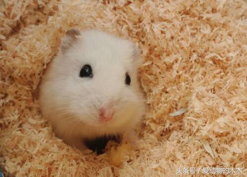 怎样照顾刚生产的仓鼠,金丝熊仓鼠生宝宝了怎么照顾