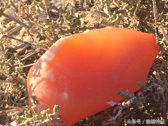 去新疆戈壁滩上捡金丝玉石头视频,宝石光金丝玉戈壁滩