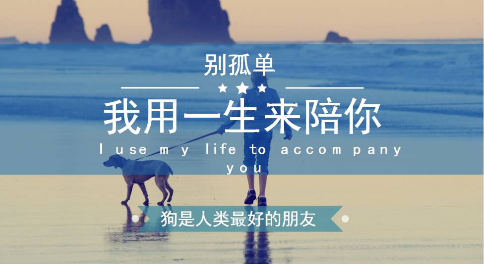 养金毛幼犬的关注事项,北京养金毛犬国家有规定吗