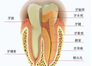 牙齿是长在牙龈上还是牙板上,牙齿是长在肉里还是骨头上