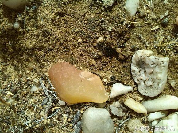 去新疆戈壁滩上捡金丝玉石头视频,宝石光金丝玉戈壁滩