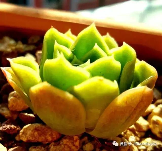 多肉爱好者必须养的有哪些多肉,心头肉多肉