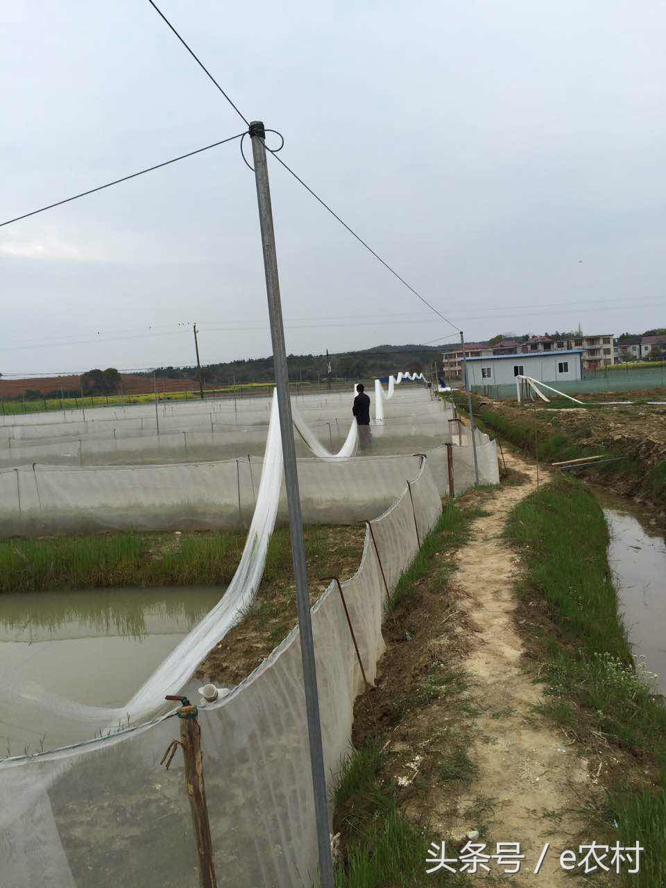 致富经养石蛙近期视频,cctv7致富经酿酒