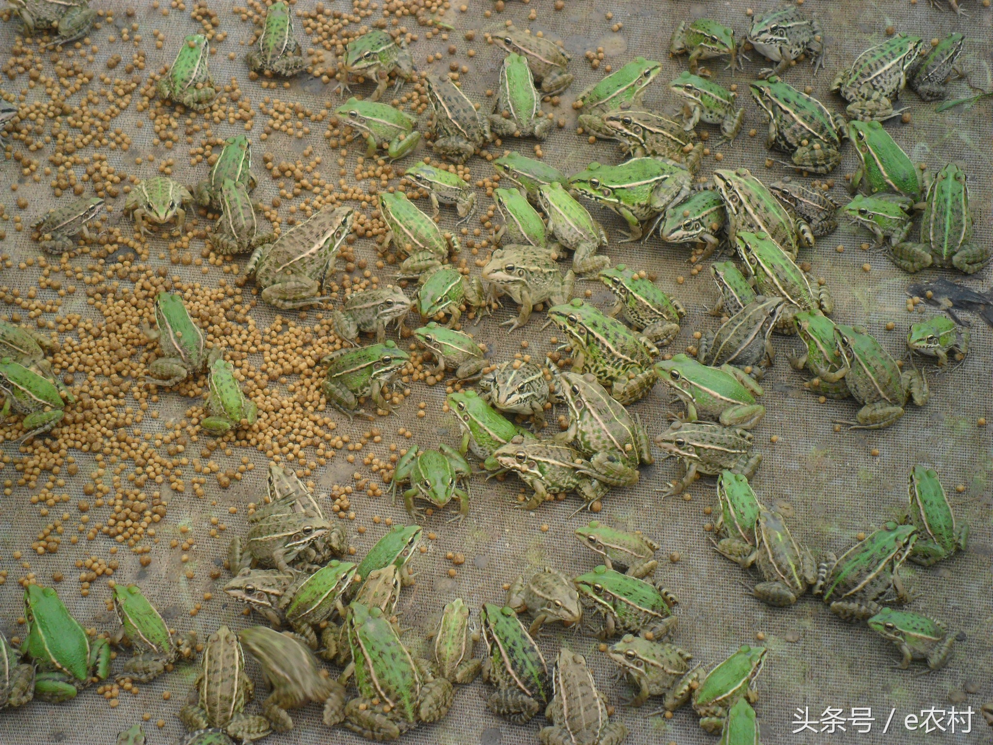 致富经养石蛙近期视频,cctv7致富经酿酒