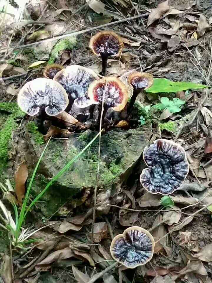 吃灵芝孢子粉,灵芝能吃吗
