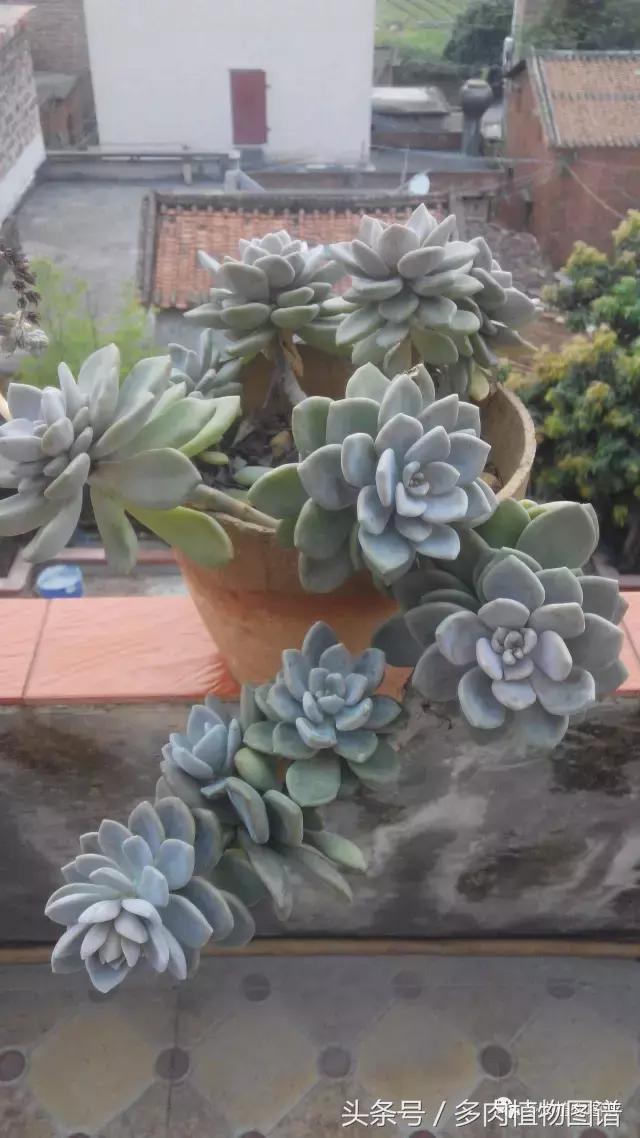 离家一个月20天,离家一个月养猪