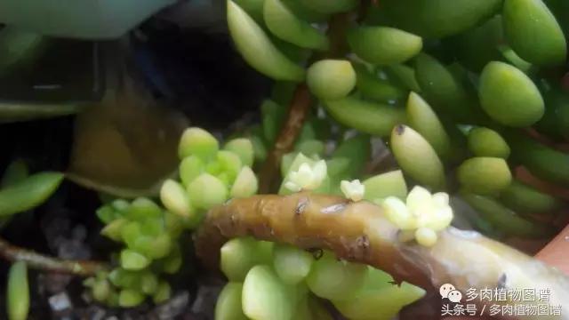 离家一个月20天,离家一个月养猪