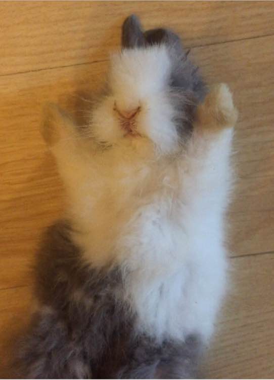 侏儒兔要35块钱一只,侏儒兔50元一只能活多久