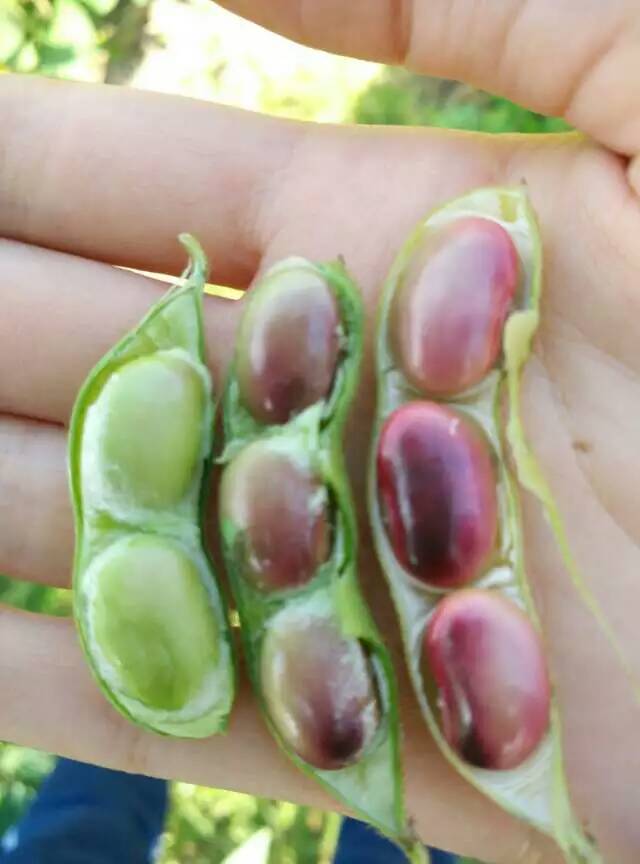 丹东日本豆腐,丹东水豆腐哪家好吃