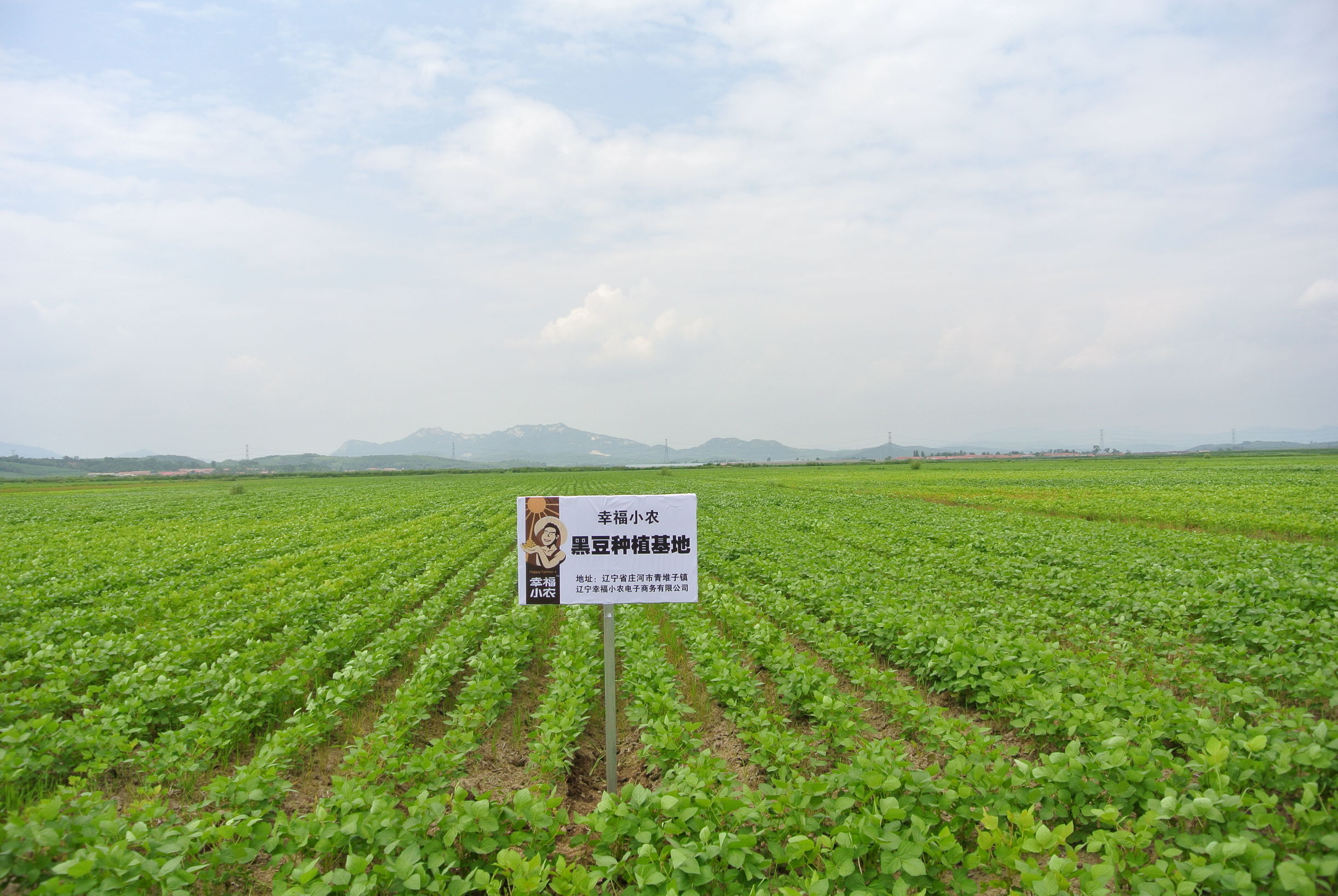 丹东日本豆腐,丹东水豆腐哪家好吃