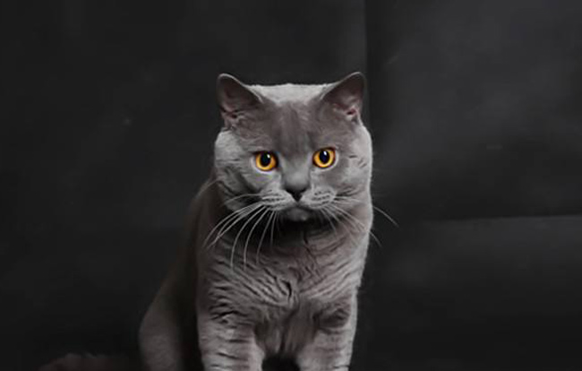 幼猫发生呕吐的常见原因分析治疗及预防方法