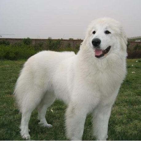 最厉害的白熊犬,世界上最有勇气和力量的犬