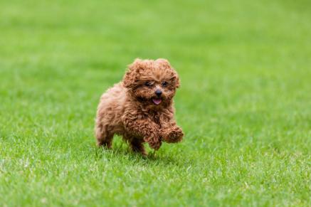 泰迪犬饲养十点经验总结,泰迪犬夏季