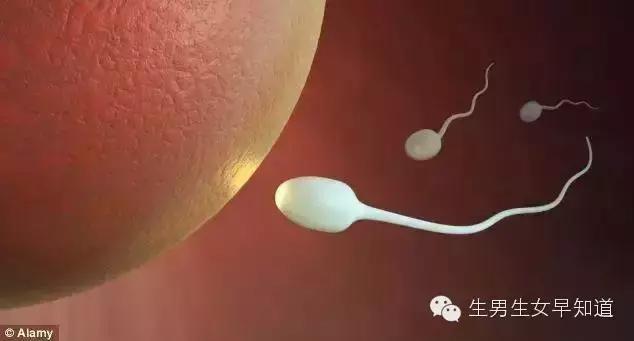 女人身上的那个洞可预测生男生女，男人你千万别乱动