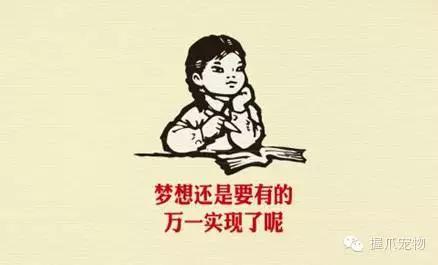 孕妇不能养什么,家里有孕妇可以养宠物吗