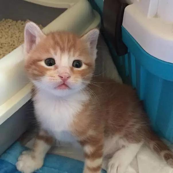 上海宠物领养阿拉斯加,上海宠物领养活动