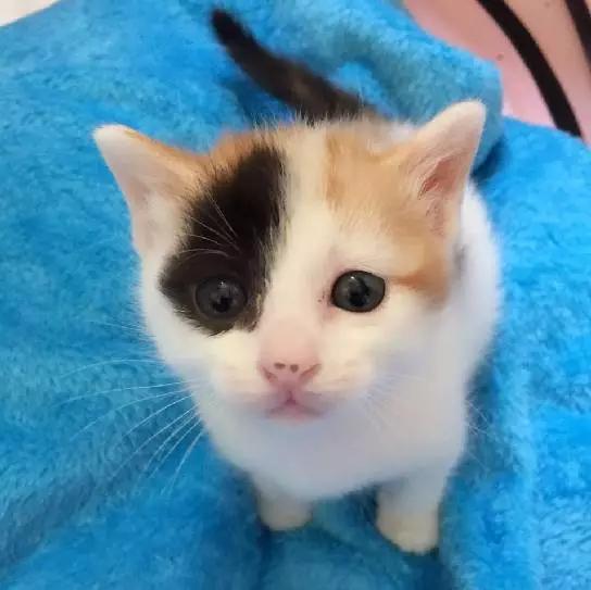 上海宠物领养阿拉斯加,上海宠物领养活动