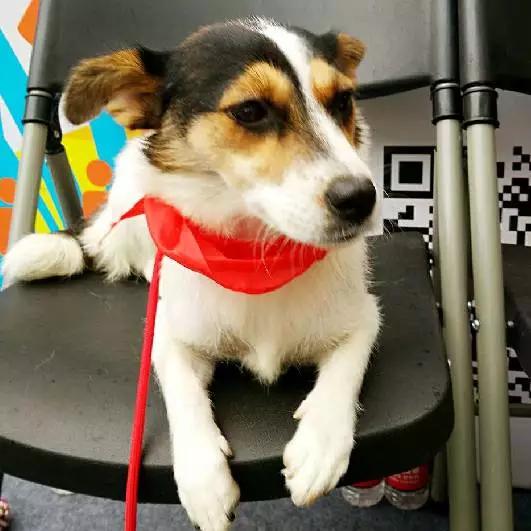 上海宠物领养阿拉斯加,上海宠物领养活动