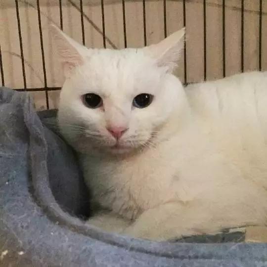 上海宠物领养阿拉斯加,上海宠物领养活动