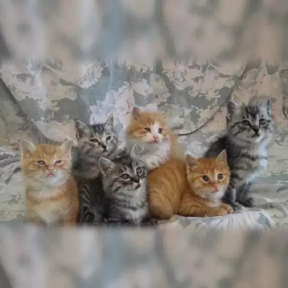 上海宠物领养阿拉斯加,上海宠物领养活动