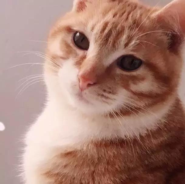 上海宠物领养阿拉斯加,上海宠物领养活动