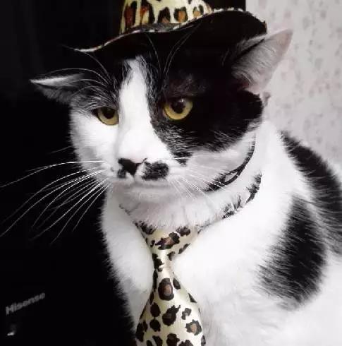 上海宠物领养阿拉斯加,上海宠物领养活动