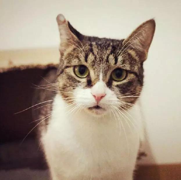 上海宠物领养阿拉斯加,上海宠物领养活动