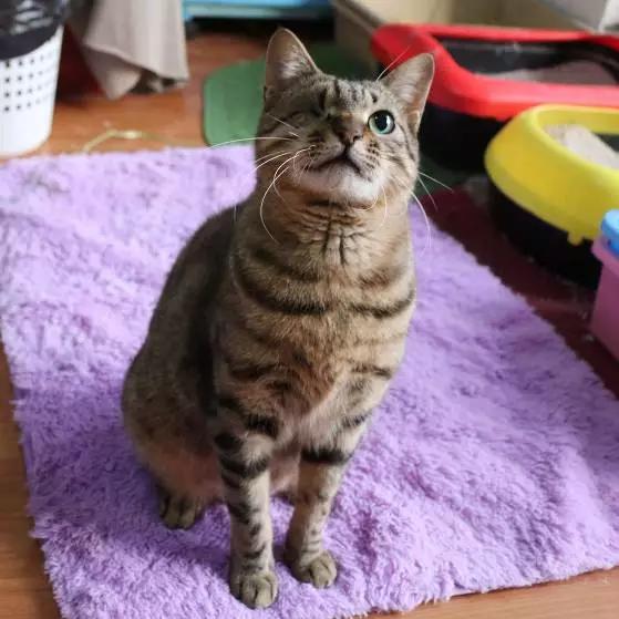 上海宠物领养阿拉斯加,上海宠物领养活动