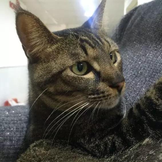 上海宠物领养阿拉斯加,上海宠物领养活动